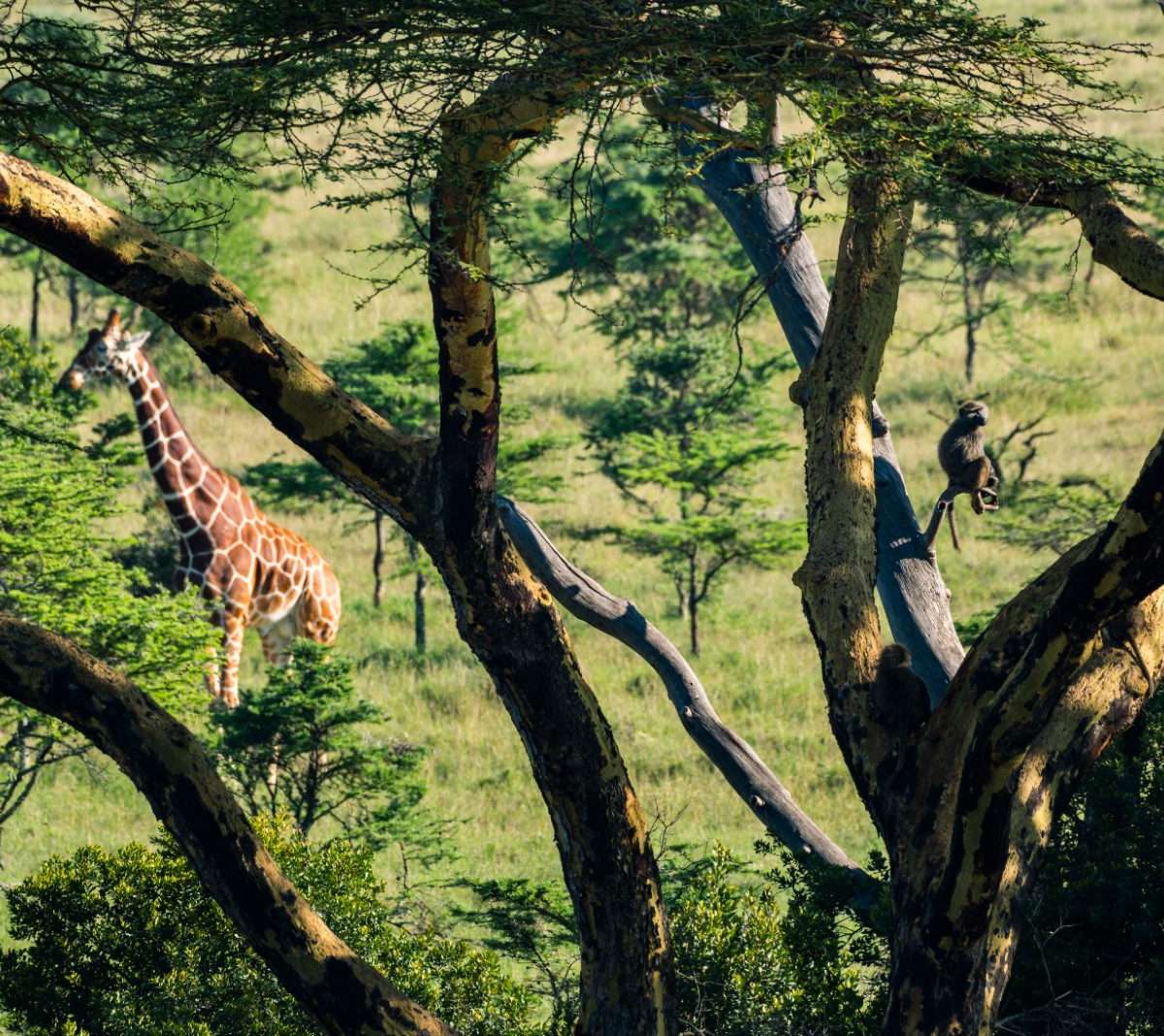 Kenya — vue 4