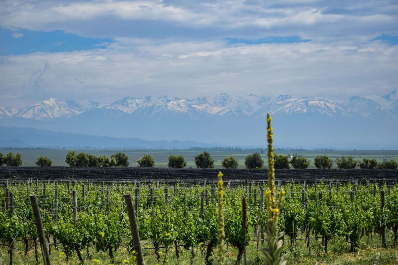 Mendoza