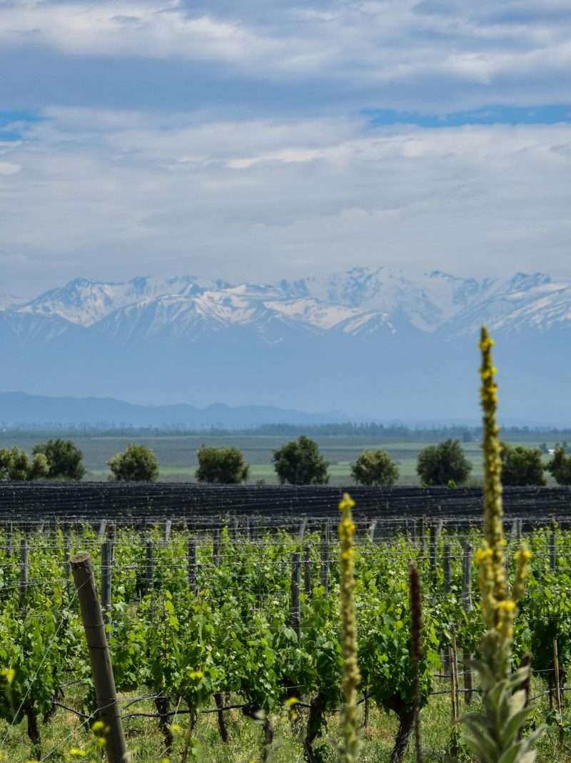 Mendoza